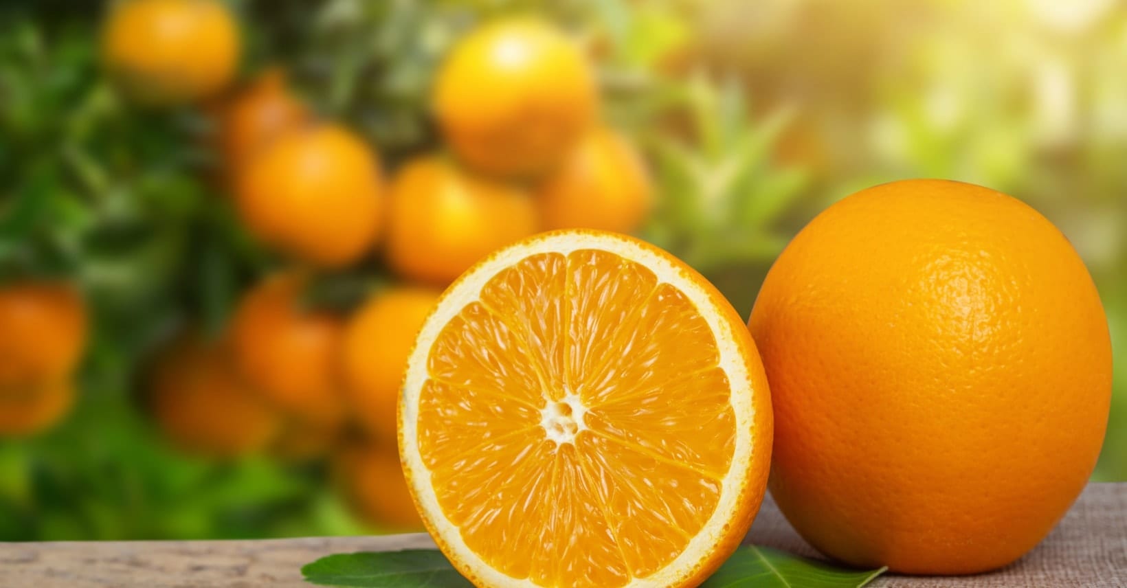 דברים שלא ידעתם על תפוזים - ליז קשקש