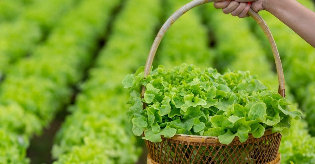 דברים שלא ידעתם על חסה - ליז קשקש