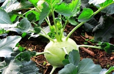 קולורבי יתרונות בריאותיים